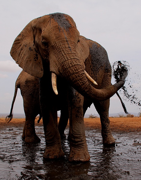 Elefantenherde am Soroi Photo Hide im Lumo Reservat