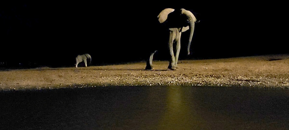 Elefantenkuh mit Neugeborenem Kalb, Nachts am Photo Hide, Lumo Conservancy