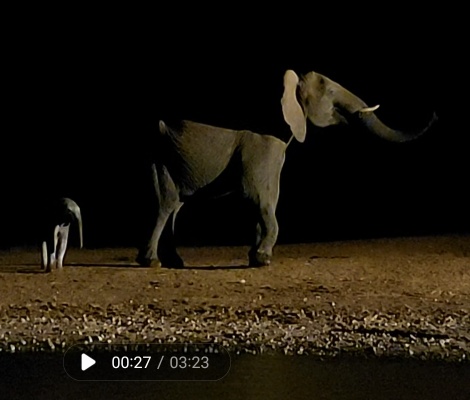 Elefantenkuh mit Neugeborenem Kalb, Nachts am Photo Hide, Lumo Conservancy