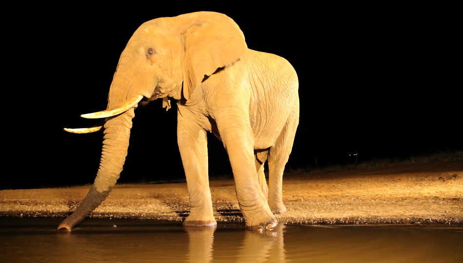 Nachts, Elefantenbulle am Soroi photo Hide, Lumo Conservancy