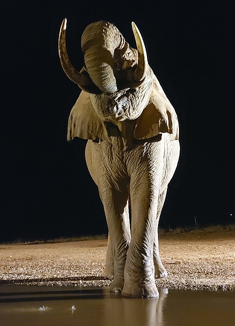 Nachts, Elefantenbulle am Soroi photo Hide, Lumo Conservancy