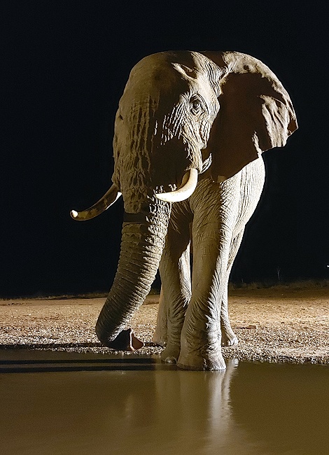 Nachts, Elefantenbulle am Soroi photo Hide, Lumo Conservancy