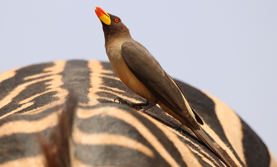 Rotschnabelmadenhacker auf Zebrar&uuml;cken
