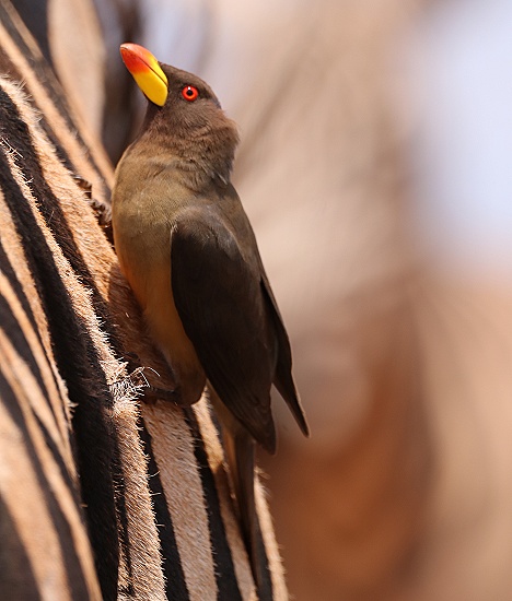 Rotschnabelmadenhacker auf Zebrar&uuml;cken