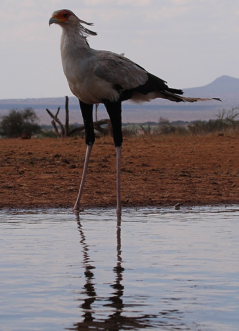 Sekret&auml;r am Soroi Lions Bluff Photo Hide