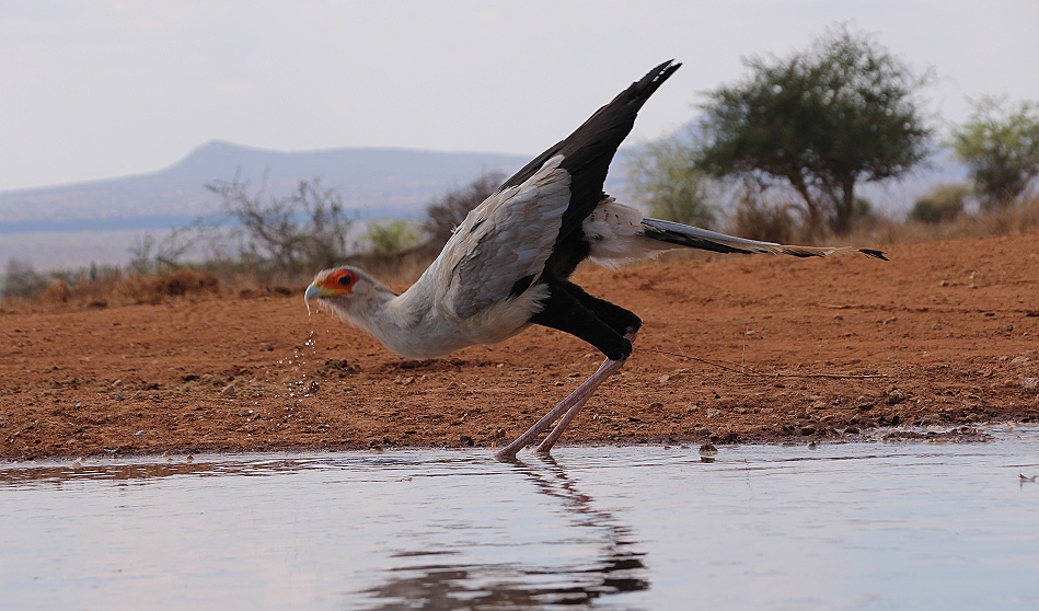 Sekret&auml;r am Soroi Lions Bluff Photo Hide