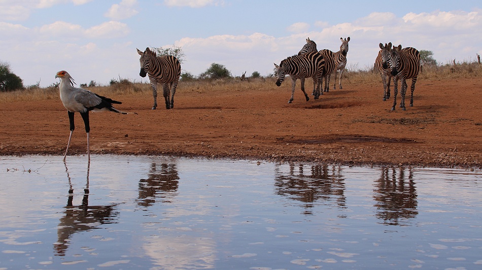 Sekret&auml;r am Soroi Lions Bluff Photo Hide