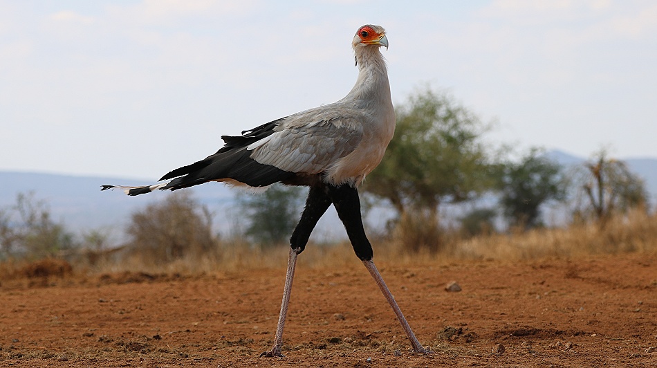 Sekret&auml;r am Soroi Lions Bluff Photo Hide