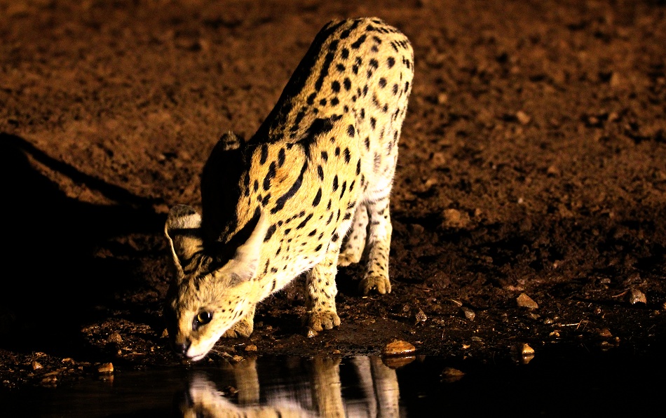 Serval Nachts am Soroi Photo Hide im Lumo Conservancy