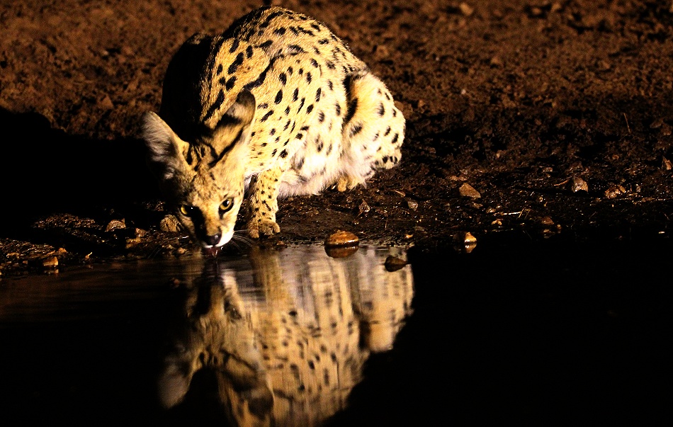 Serval Nachts am Soroi Photo Hide im Lumo Conservancy
