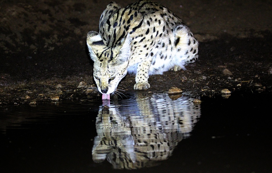 Serval Nachts am Soroi Photo Hide im Lumo Conservancy