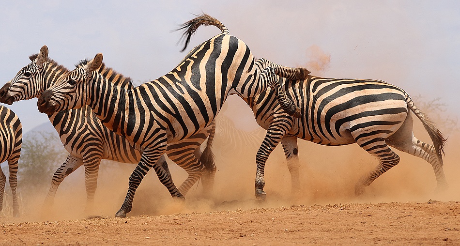 viel Zebra Action am Photo Hide, Lumo Conservancy
