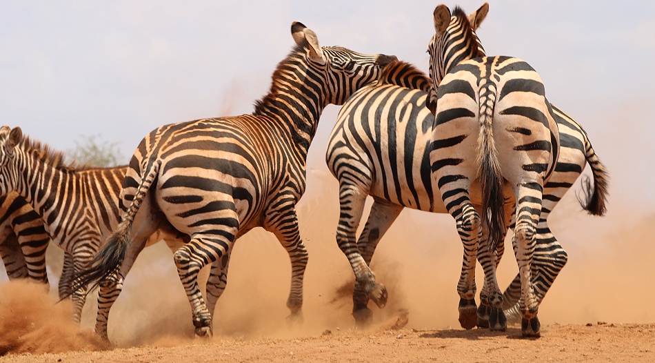 viel Zebra Action am Photo Hide, Lumo Conservancy