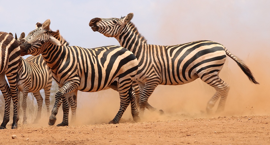 viel Zebra Action am Photo Hide, Lumo Conservancy