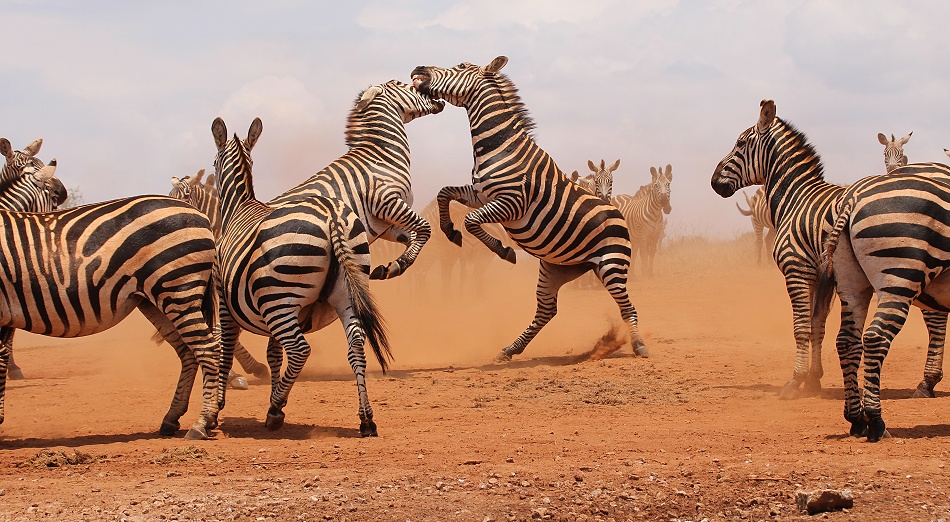 viel Zebra Action am Photo Hide, Lumo Conservancy