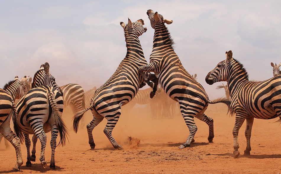 viel Zebra Action am Photo Hide, Lumo Conservancy