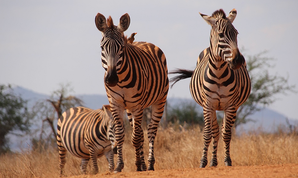 Steppenzebras am Soroi Lions Bluff Photo Hide