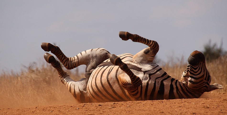 Sandbad, Steppenzebra am Soroi Lions Bluff Photo Hide