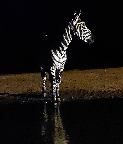 Zebra Hengst Nachts am Soroi Photo Hide im Lumo Conservancy