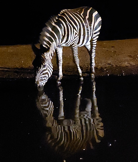 Zebra Hengst Nachts am Soroi Photo Hide im Lumo Conservancy