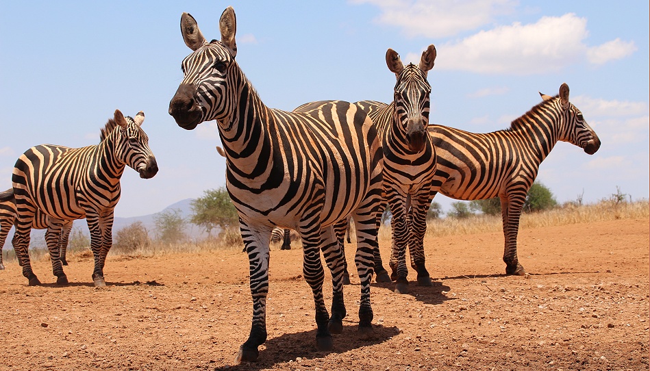 Steppenzebras am Soroi Lions Bluff Photo Hide - Lumo Conservancy