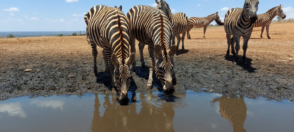 Steppenzebras am Soroi Lions Bluff Photo Hide - Lumo Conservancy