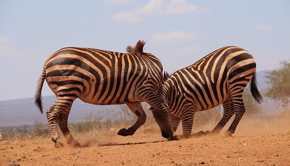 Steppenzebras am Soroi Lions Bluff Photo Hide - Lumo Conservancy