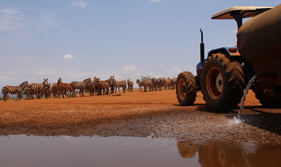 Zebras warten auf frisches Wasser am Photo Hide, Lumo Conservancy