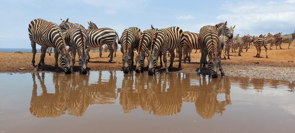 frisches Wasser f&uuml;r die Zebras am Photo Hide, Lumo Conservancy