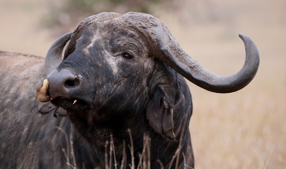 alter Kaffernb&uuml;ffel, Taita Hill Reservat