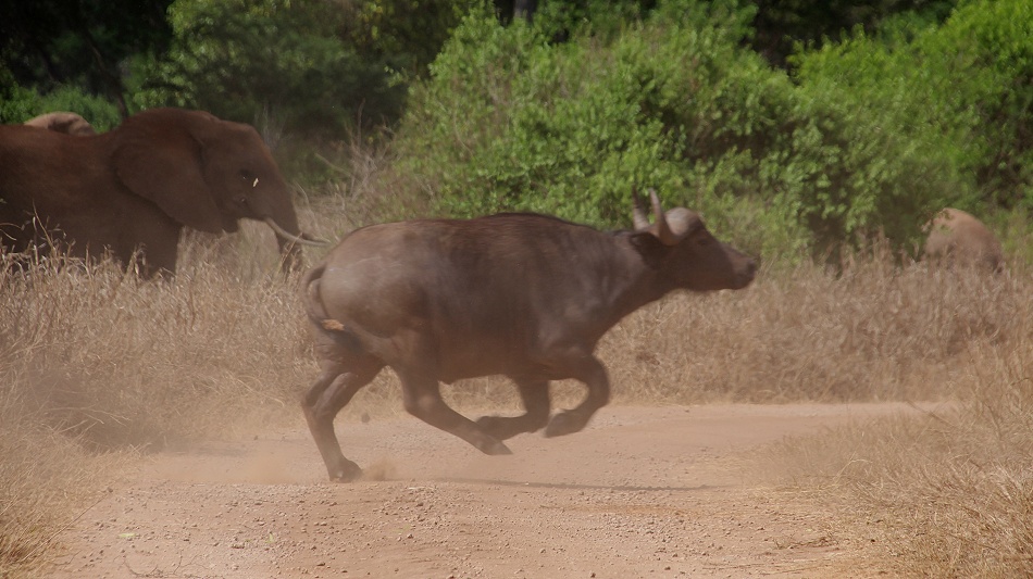 Die Kaffernb&uuml;ffel sind zur&uuml;ck im Lumo Reservat, Taita Hill