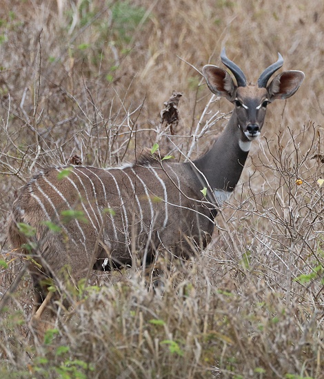 Kleiner Kudu, Bock; Lumo Conservancy