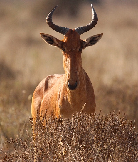 Kongoni im Lumo Reservat