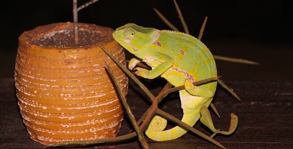 Lappencham&auml;leon