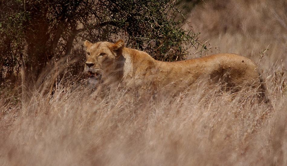 L&ouml;win im Lumo Reservat
