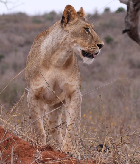 L&ouml;wen am Battlefeld im Lumo Conservancy / Taita Hill