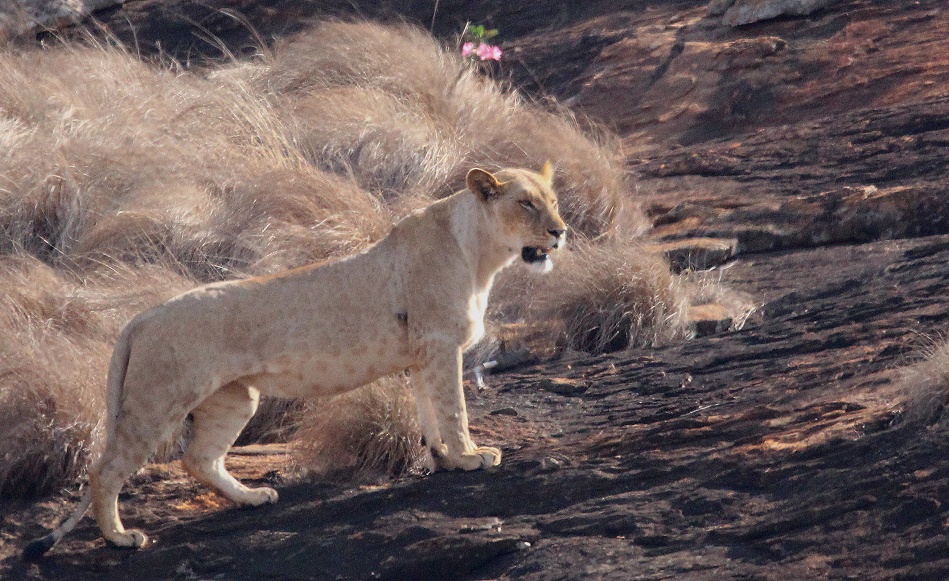 die L&ouml;wen am Lions Rock im Lumo Conservancy