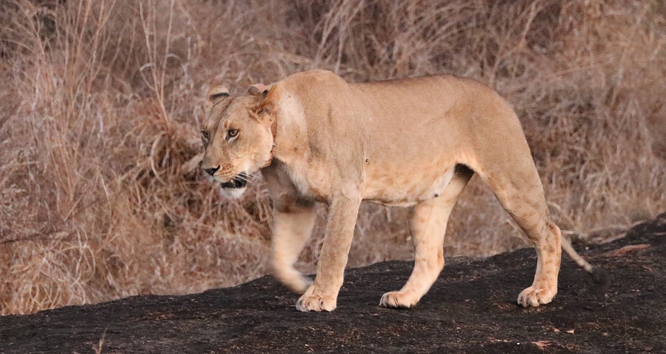 die L&ouml;wen am Lions Rock im Lumo Conservancy