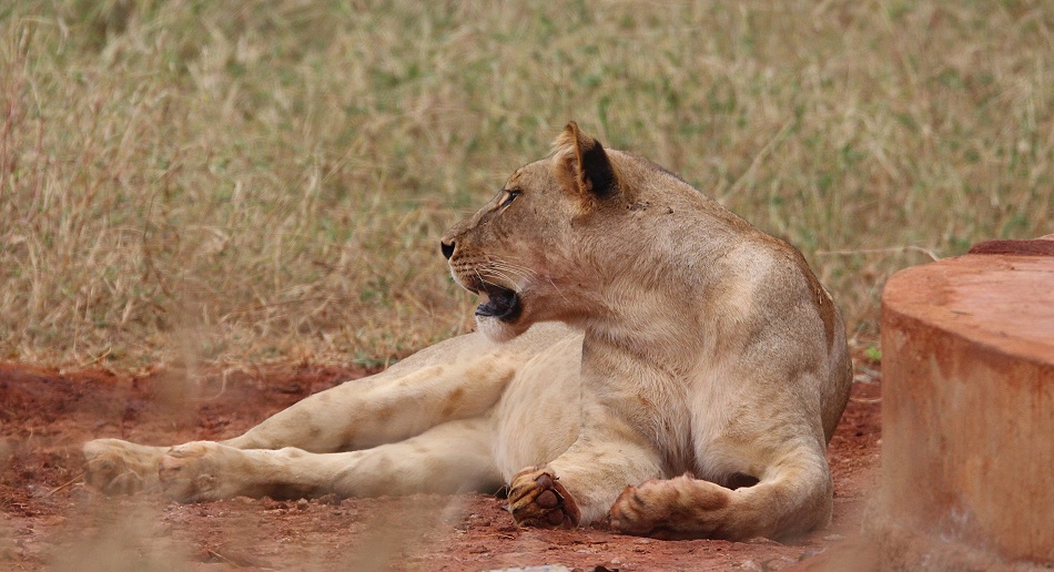 junge L&ouml;win an einer Wasserstelle im Taita Hill Reservat