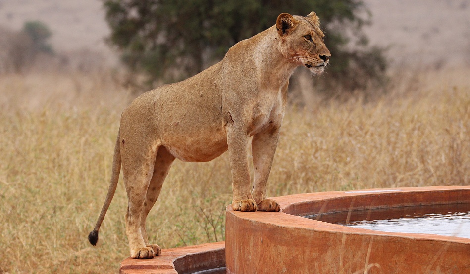 junge L&ouml;win an einer Wasserstelle im Taita Hill Reservat