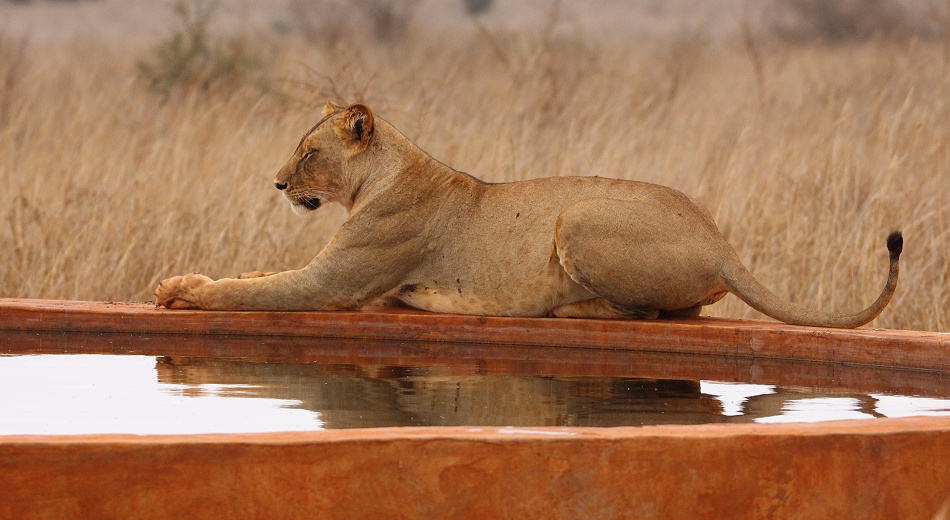 junge L&ouml;win an einer Wasserstelle im Taita Hill Reservat