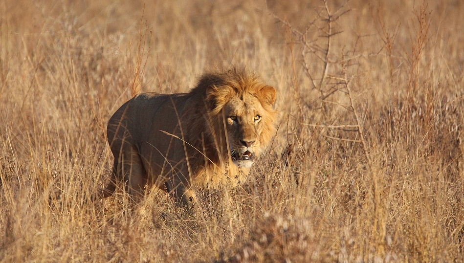 L&ouml;we im hohen Gras des  Lumo Reservates