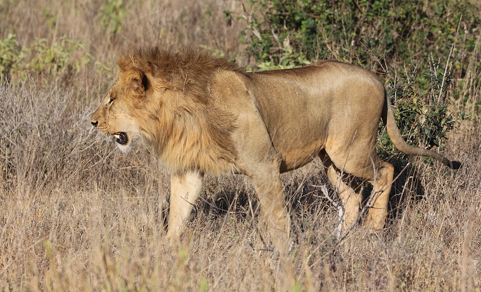 L&ouml;we durchstreift die Savanne des Lumo Reservates / Taita Hills