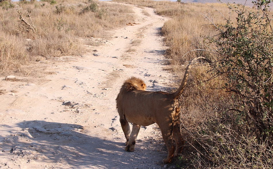 L&ouml;we durchstreift die Savanne des Lumo Reservates / Taita Hills