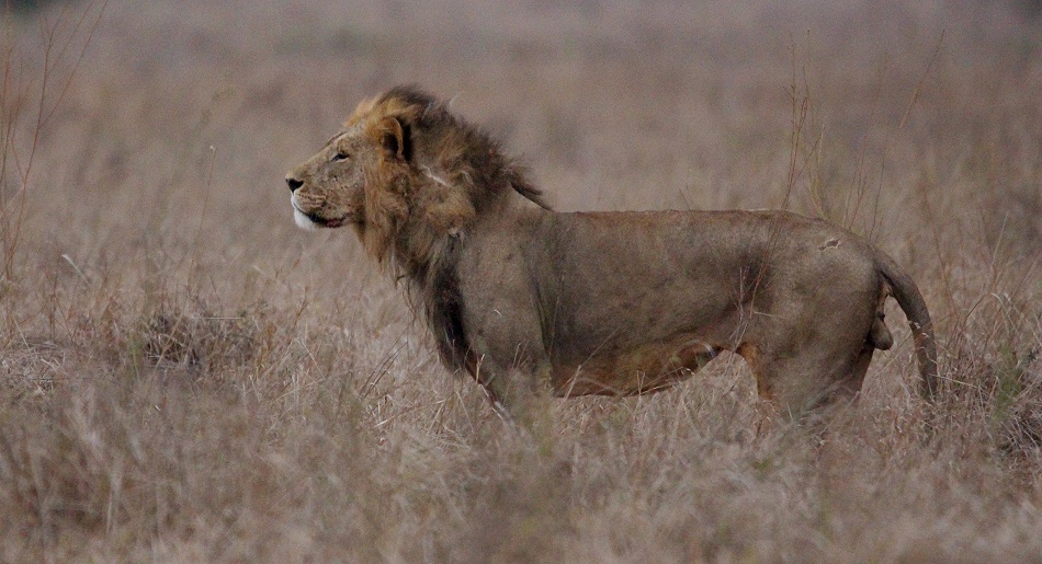 immer wieder L&ouml;wen im Lumo Reservat 