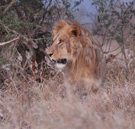 L&ouml;we nach Revierkampf im Lumo Reservat