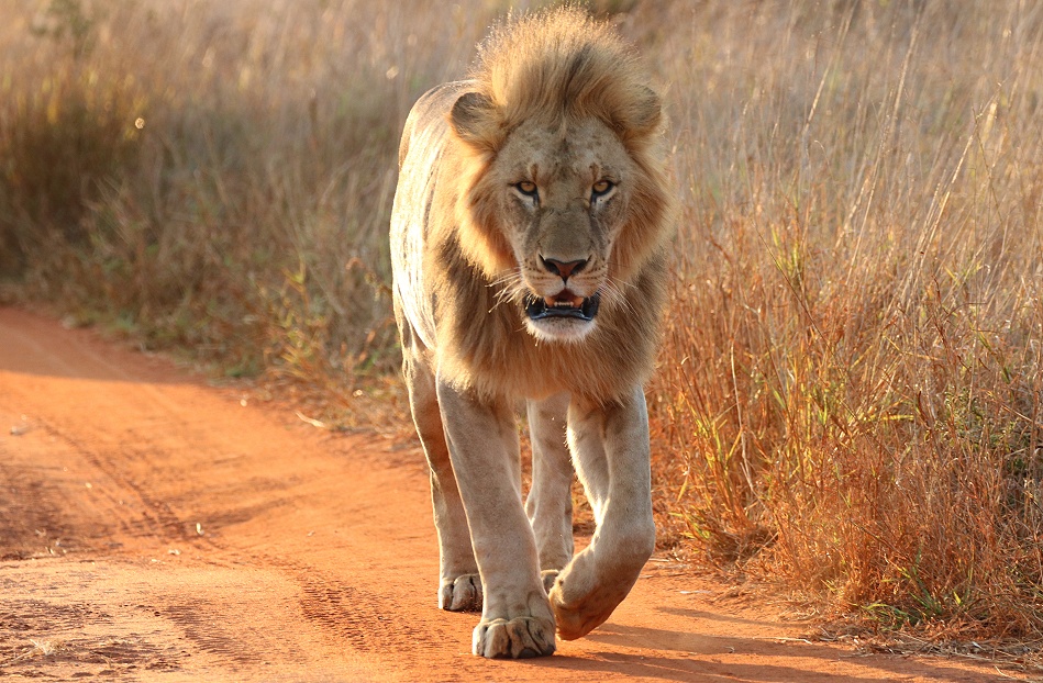 the king of Lumo, L&ouml;we im Lumo Conservancy