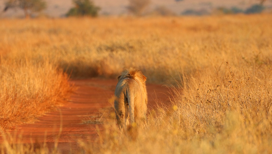 the king of Lumo, L&ouml;we im Lumo Conservancy