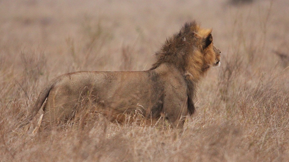 L&ouml;we im Grasmeer des Lumo Reservates