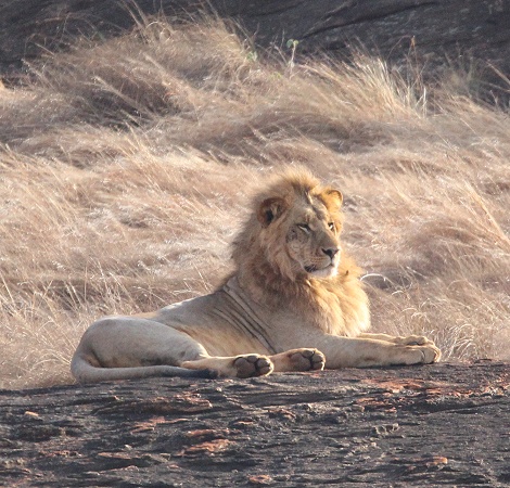die L&ouml;wen am Lions Rock im Lumo Conservancy
